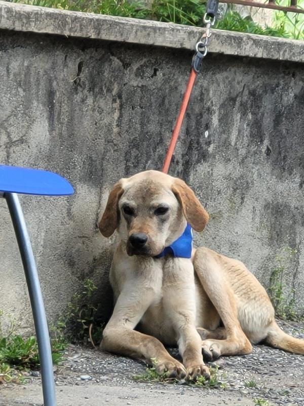 DINGO Foto 4